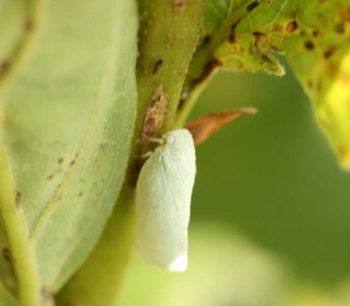 Leafhoppers and planthoppers